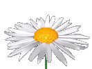 Flor